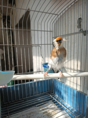 oiseau-male-chardonneret-gb-ain-naadja-alger-algerie