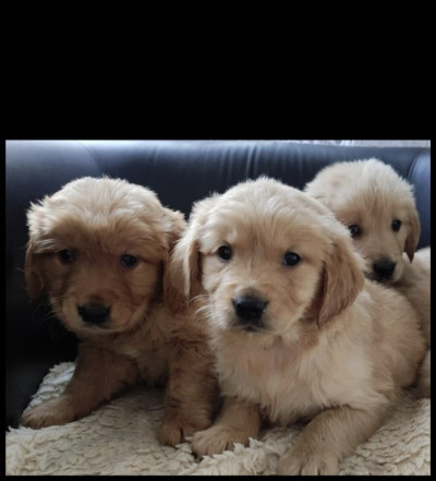 chien-golden-retriever-elevage-europeen-dar-el-beida-alger-algerie