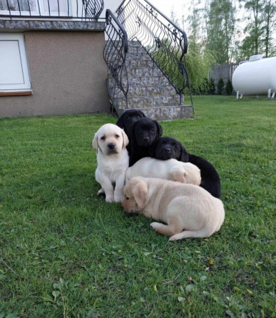 divers-labrador-retriever-elevage-europeen-dar-el-beida-alger-algerie