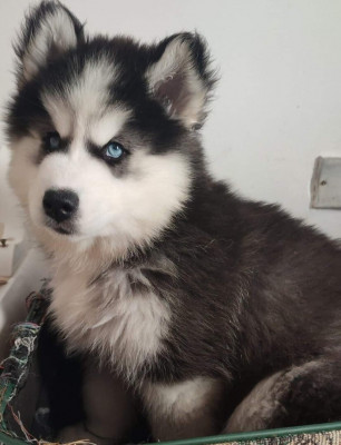 chien-husky-wooly-bordj-el-bahri-alger-algerie