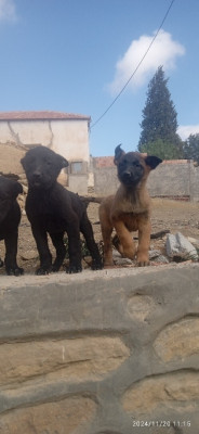 chien-مالينوا-souagui-medea-algerie