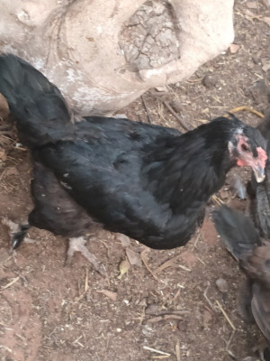 animaux-de-ferme-poule-brahma-دجاج-براهمة-bou-ismail-tipaza-algerie