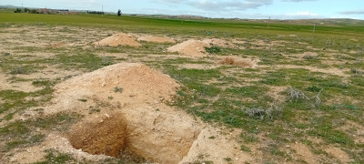 terrain-vente-souk-ahras-mdaourach-algerie