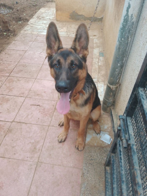 chien-berger-allemand-male-yattaquee-lbrani-birkhadem-alger-algerie