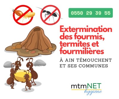 Désinsectisation des fourmis, termites et fourmilières à ain témouchent 