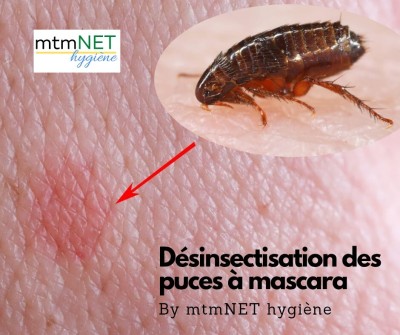 Désinsectisation des puces القضاء على البرغوث à mascara 