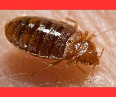 Extermination des punaises de lit بق الفراش à relizane 