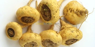 MACA : Jaune -noir - rouge BIO (poudre) (Pérou) ---- مسحوق الماكا العضوي : أسفر - أحمر - أسود