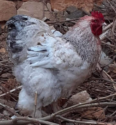 oiseau-poules-cochin-sougueur-tiaret-algerie