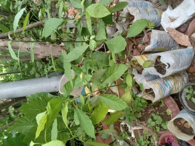 فواكه-وخضراوات-arbres-تيزي-وزو-الجزائر