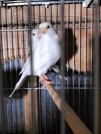 oiseau-canari-rouiba-alger-algerie