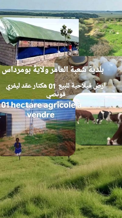 Sell Farmland Boumerdès Chabet el ameur