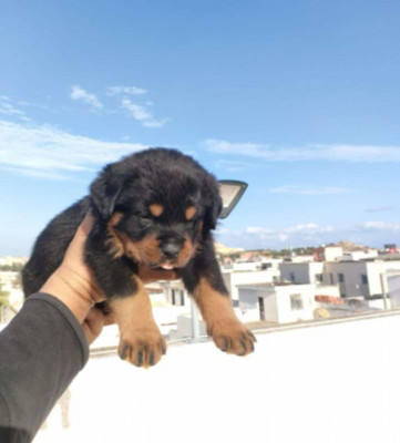 chien-rottweiler-annaba-algerie