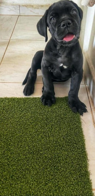 chien-cane-corso-annaba-algerie