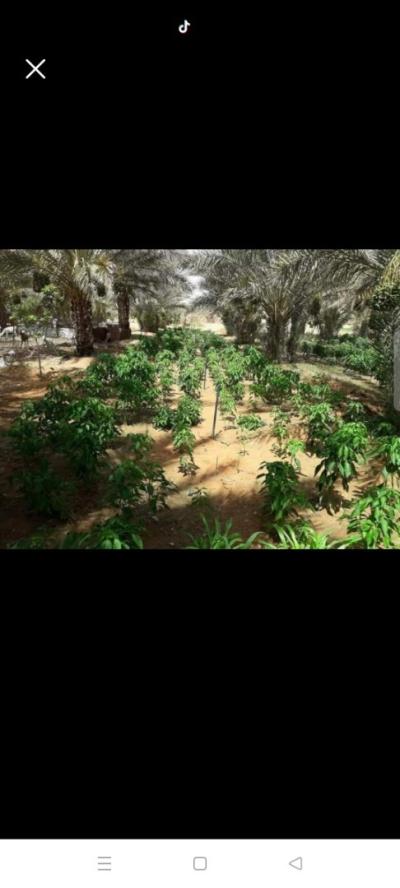 Vente Terrain Ghardaia Metlilli