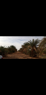 terrain-agricole-vente-adrar-fenoughil-algerie