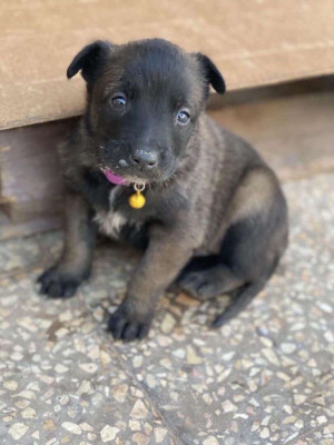 chien-malinois-charbonnier-ain-el-turck-oran-algerie