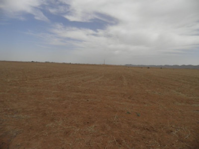 terrain-agricole-vente-djelfa-ain-oussara-algerie