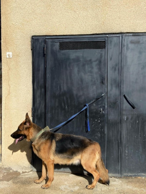 autre-berger-et-malinois-iflissen-tizi-ouzou-algerie