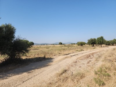 Sell Farmland Annaba Barrahel