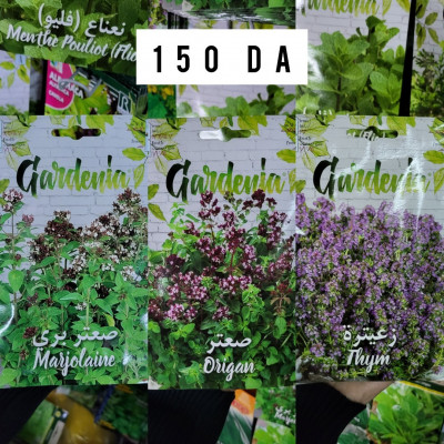 gardening-semences-plantes-aromatiques-hussein-dey-algiers-algeria