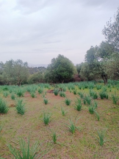 Vente Terrain Bejaia El kseur