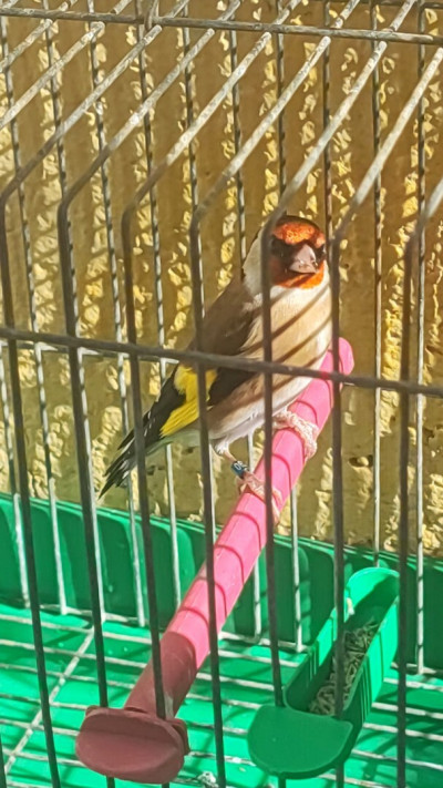 oiseau-chardonneret-kouba-alger-algerie