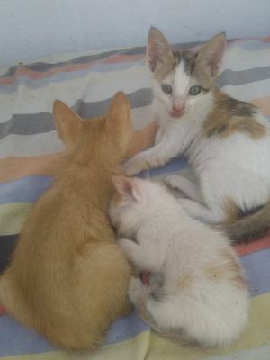 cat-chaton-قطط-صغيرة-للاهداء-emir-abdelkader-jijel-algeria