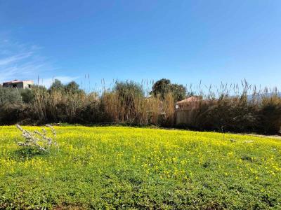 Vente Terrain Boumerdès Boumerdes