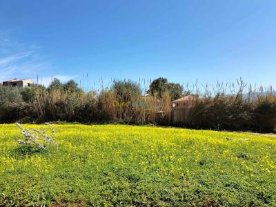 Vente Terrain Boumerdès Boumerdes