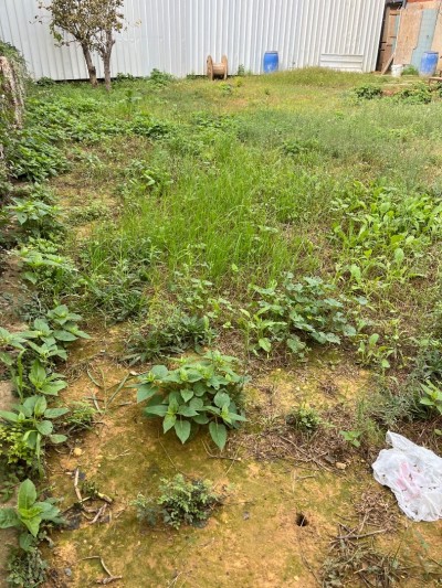 Sell Land Alger Kouba