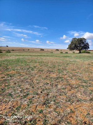 terrain-agricole-vente-bouira-algerie