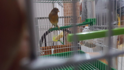 oiseau-couple-canari-cheraga-alger-algerie