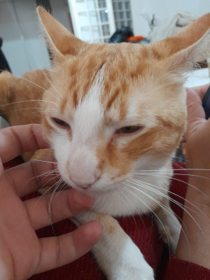 cat-chat-roux-europeen-pour-adoption-bouzareah-alger-algeria