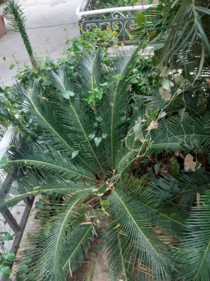 jardinage-plante-sycas-el-biar-alger-algerie