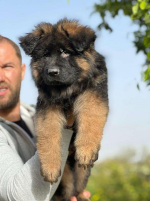 chien-berger-allemand-annaba-algerie