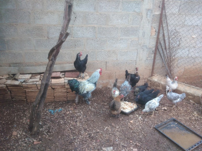 animaux-de-ferme-poules-akbou-bejaia-algerie