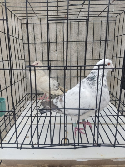 oiseau-pigeon-حمام-beni-messous-alger-algerie