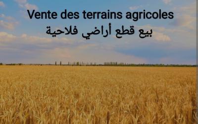 Vente Terrain Agricole Tipaza Sidi rached