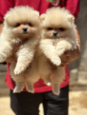 chien-chiot-spitz-loulou-pomeranie-kouba-alger-algerie