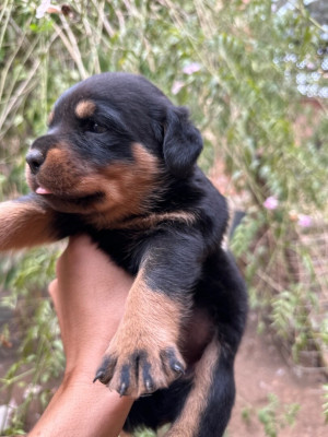 chien-chiot-rottweiler-serbie-kouba-alger-algerie