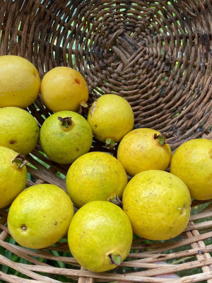 fruits-legumes-goyave-zeralda-alger-algerie