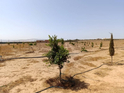 terrain-agricole-vente-mascara-oggaz-algerie