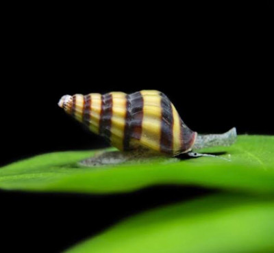 autres-animaux-escargot-anentom-helena-douera-alger-algerie