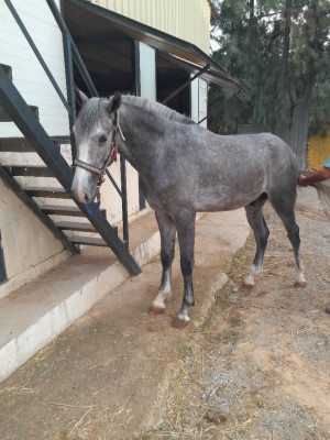 cheval-مهر-ouled-moussa-boumerdes-algerie