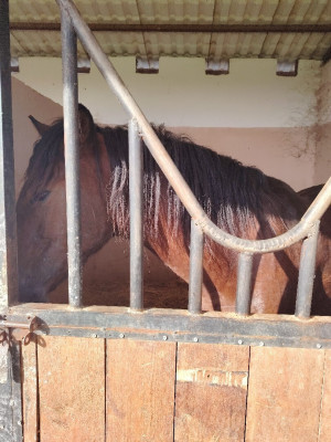 equitation-cheval-cheraga-alger-algerie