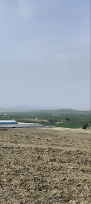 terrain-agricole-vente-bouira-el-hachimia-algerie