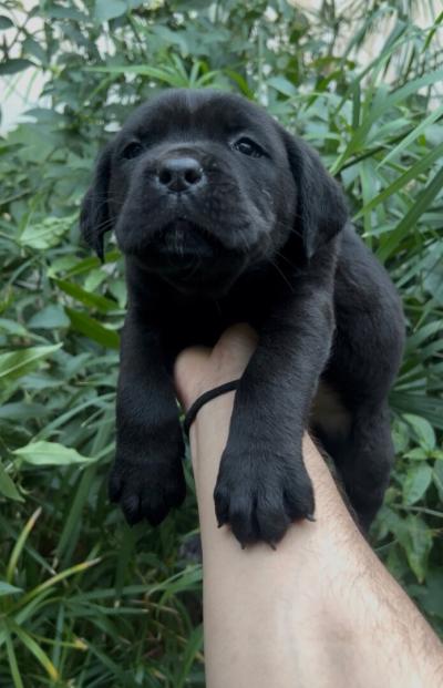كلب-cane-corso-بئر-خادم-الجزائر