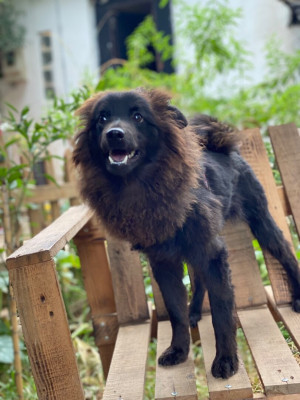 chien-spitz-allemand-birkhadem-alger-algerie