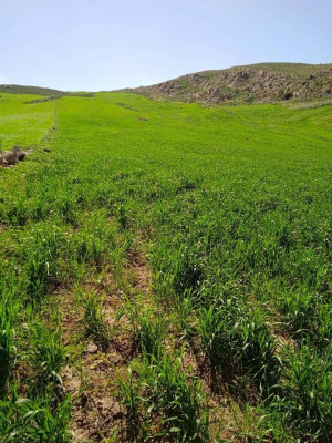 terrain-agricole-vente-bordj-bou-arreridj-medjana-algerie